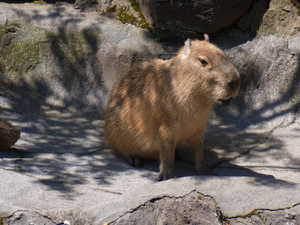 kapibara1